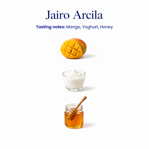 Jairo Arcila speciality coffee tasting notes: mango, yoghurt, honey