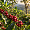 Ripe coffee cherries on a farm in Quindío, Colombia