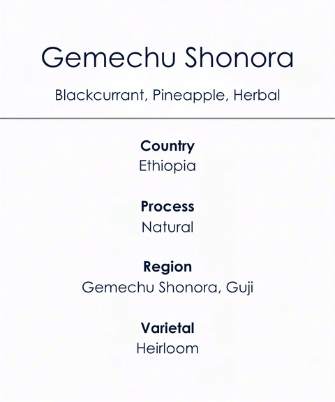 Blackcurrant_Speciality_Coffee_Features