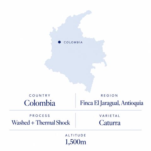 El Jaragual speciality coffee origin: Colombia, Finca El Jaragual, Antioquia, washed and thermal shock Caturra, 1,500m