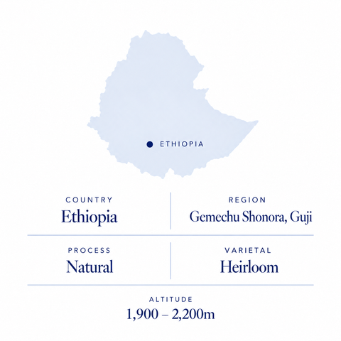 Gemechu Shonora speciality coffee origin: Guji, Ethiopia, natural heirloom, 1,900 to 2,200m
