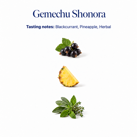 Gemechu Shonora speciality coffee tasting notes: blackcurrant, pineapple, herbal