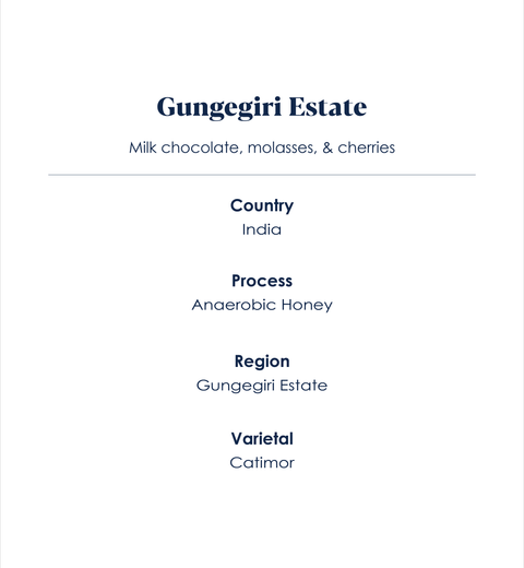 Gungegiri Estate_ speciality coffee_Info