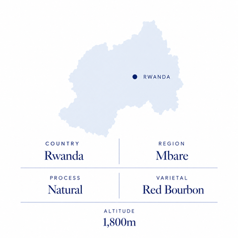 Mbare Lot 5 speciality coffee origin: Mbare, Rwanda, natural Red Bourbon, 1,800m