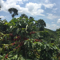 Naturally processed & Sugarcane-decaffeinated 