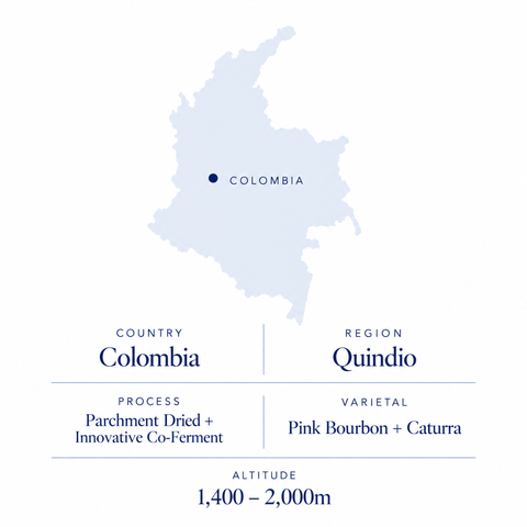 Quindio Pink Bourbon Caturra speciality coffee origin: Quindio, Colombia, co-ferment Pink Bourbon and Caturra, 1,400 to 2,000m