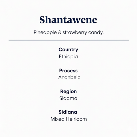 Shantawene_Coffee_Info