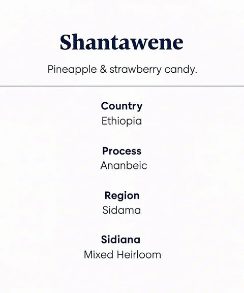 Shantawene_speciality_Coffee_features