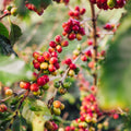 Single-origin_coffee_with smooth, composed body