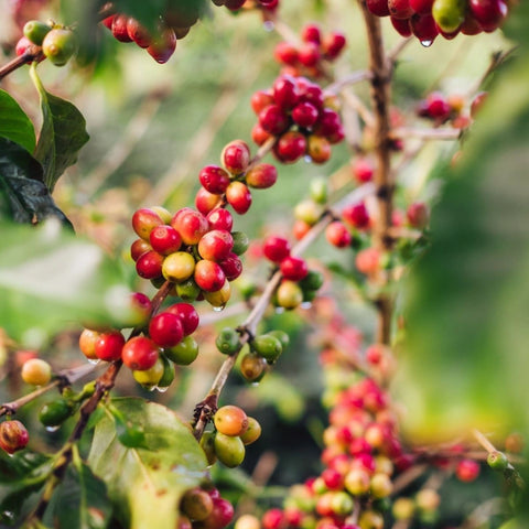 Single-origin_coffee_with smooth, composed body