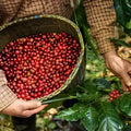 Single-origin specialty coffee beans