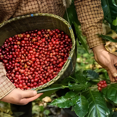 Single-origin specialty coffee beans