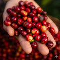 Velvety texture with natural sweetness & low acidity coffee beans 
