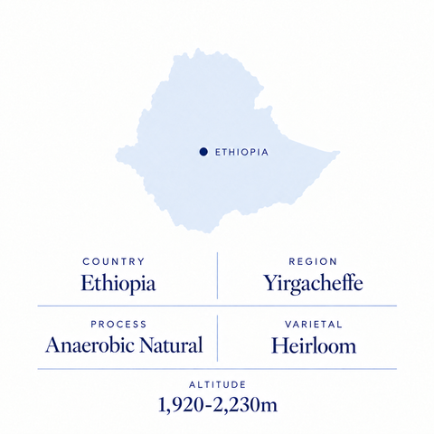 Halo Beriti speciality coffee origin: Yirgacheffe, Ethiopia, anaerobic natural heirloom, 1,920-2,230 m