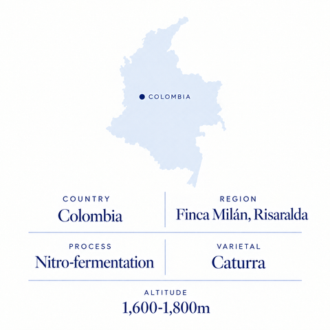 Finca Milán speciality coffee origin: Risaralda, Colombia, nitro-fermentation Caturra, 1,600-1,800 m