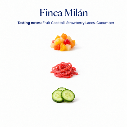 Finca Milán speciality coffee tasting notes: fruit cocktail, strawberry laces, cucumber