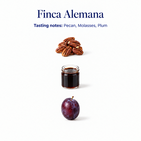 Finca Alemana speciality coffee tasting notes: pecan, molasses, plum
