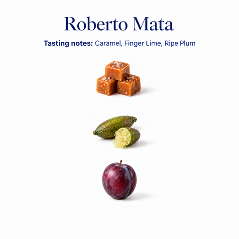Roberto Mata speciality coffee tasting notes: caramel, finger lime, ripe plum